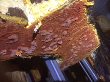 Tải hình ảnh vào trình xem Thư viện, Nhất Chi Độc Tú Ngưu Chương Chi Đơn - Lọ 60viên/ 500mg/viên