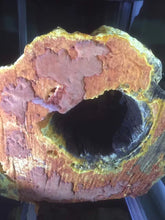 Tải hình ảnh vào trình xem Thư viện, Viên nang trân châu mỹ nghiên Ngưu Chương Chi - Lọ 30viên/ 500mg/viên